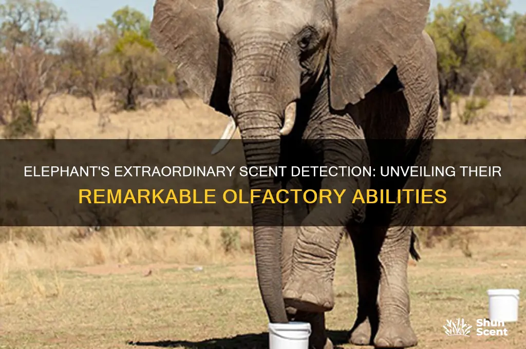 how many scent detectors does an elephant have