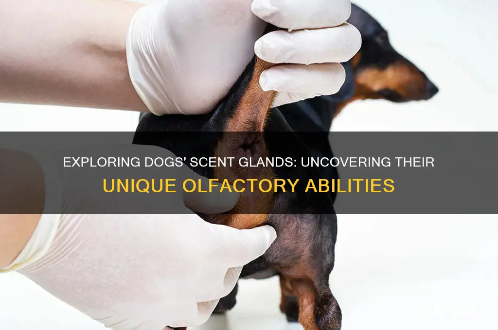 how many scent glands do dogs have