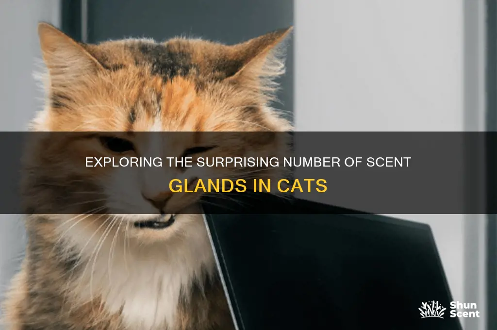 how many scent glands does a cat have