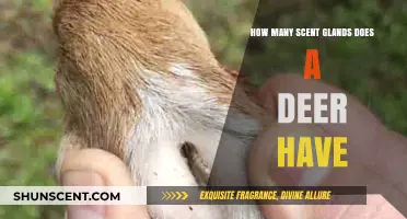 Exploring Deer Scent Glands: Unveiling Their Unique Communication System