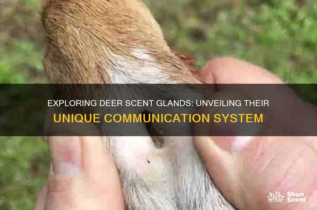 how many scent glands does a deer have