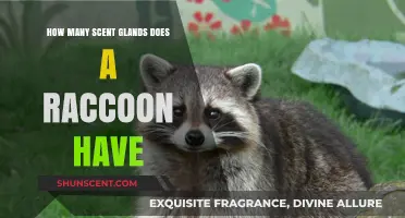 Raccoon Scent Glands: Unveiling Their Unique Olfactory Communication System