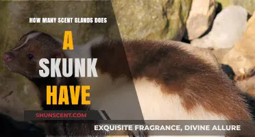 Unveiling the Skunk's Scent Secrets: Exploring Their Unique Gland Count