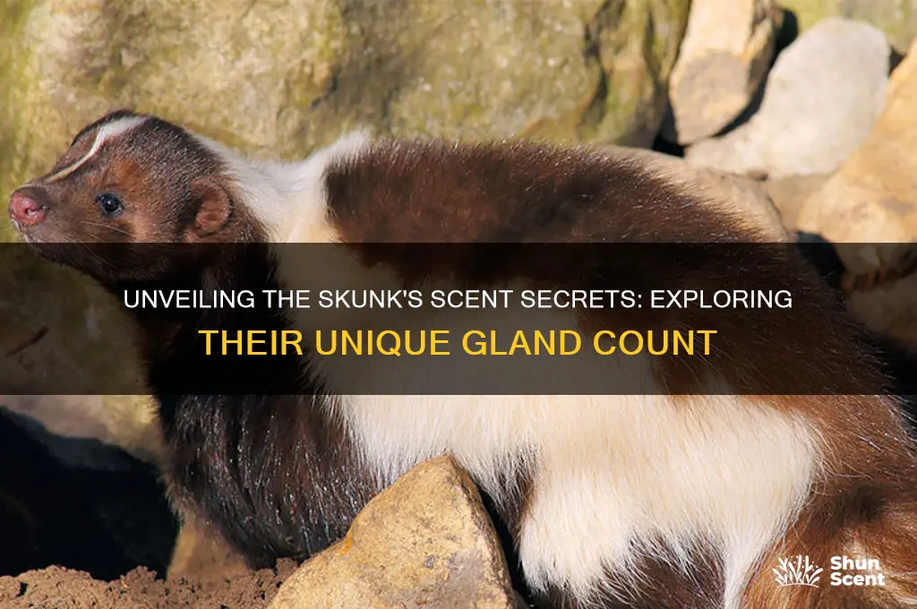 how many scent glands does a skunk have