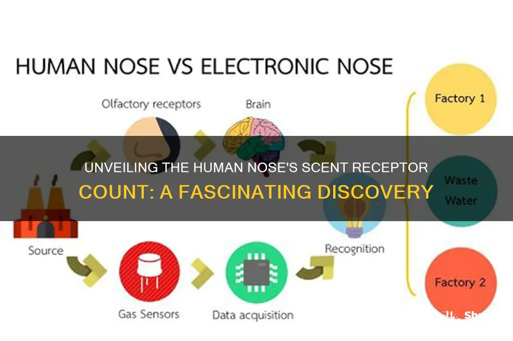 how many scent recepters does the human nose have
