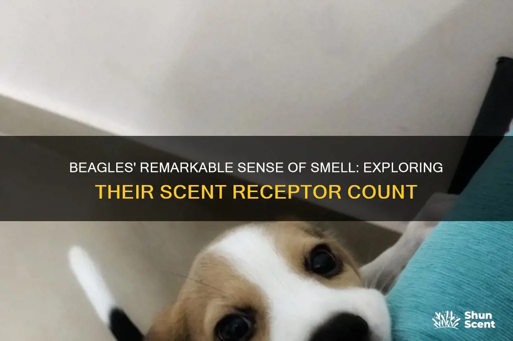 how many scent receptors do beagles