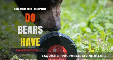 Exploring Bears' Remarkable Sense of Smell: Scent Receptor Count Revealed