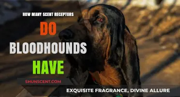 Bloodhounds' Scent Receptors: Unveiling Their Extraordinary Olfactory Superpower