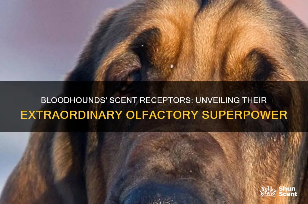 how many scent receptors do bloodhounds have