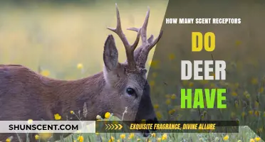 Deer's Remarkable Sense of Smell: Exploring Their Scent Receptor Count