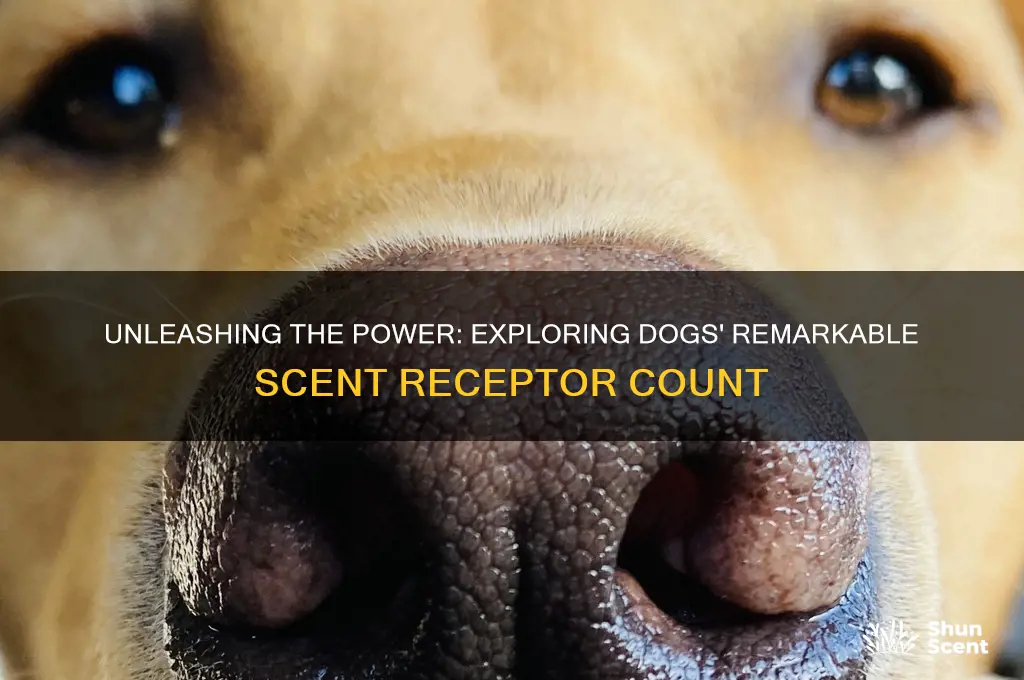 how many scent receptors do dogs have