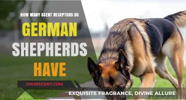 German Shepherds' Scent Receptors: Uncovering Their Remarkable Olfactory Abilities