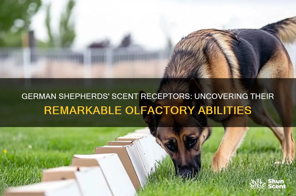 how many scent receptors do german shepherds have