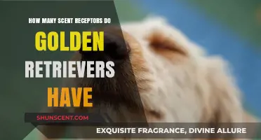 Golden Retrievers' Remarkable Sense of Smell: Exploring Their Scent Receptor Count