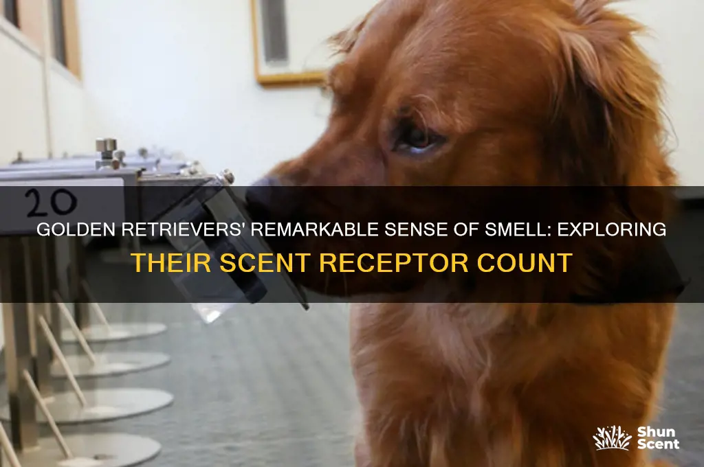 how many scent receptors do golden retrievers have