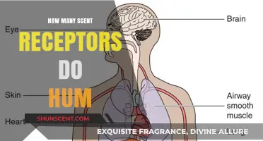 Exploring the Human Sense of Smell: Scent Receptors Count Revealed