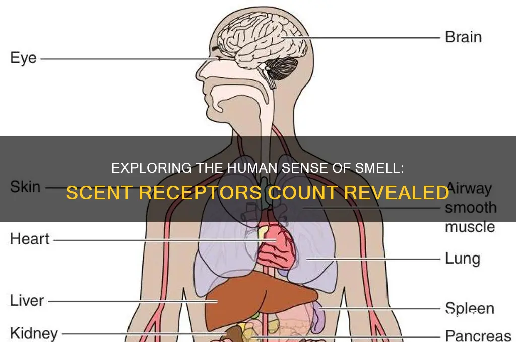 how many scent receptors do hum
