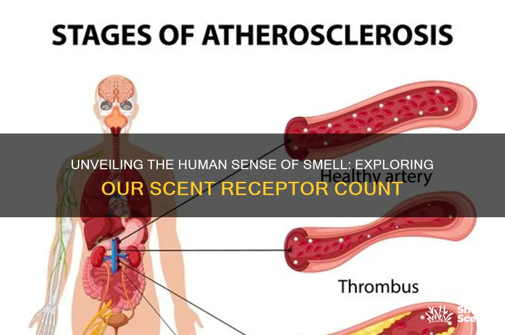 how many scent receptors do humans have