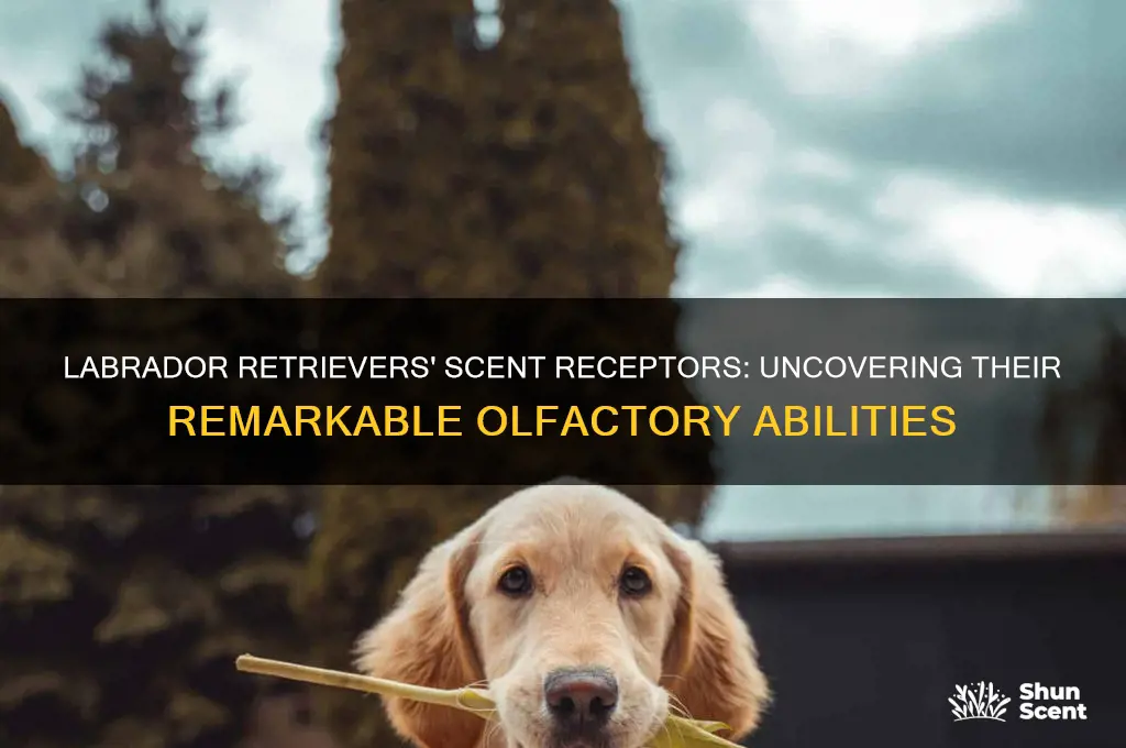 how many scent receptors do labrador retrievers have