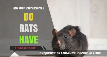 Rats' Remarkable Sense of Smell: Uncovering Their Scent Receptor Count