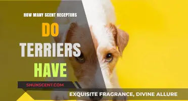 Terriers' Remarkable Sense of Smell: Unveiling Their Scent Receptor Count