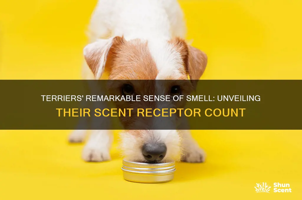 how many scent receptors do terriers have