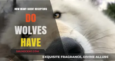 Unveiling the Wolves' Remarkable Sense of Smell: Scent Receptor Count Explained