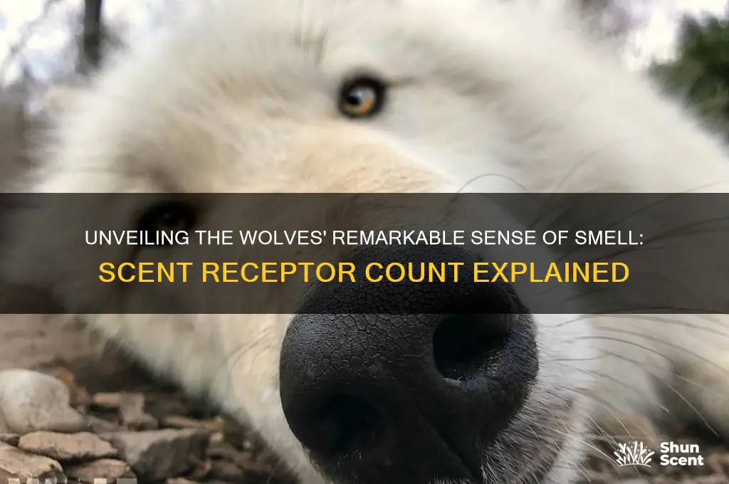 how many scent receptors do wolves have