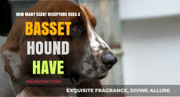 Basset Hounds' Remarkable Sense of Smell: Exploring Their Scent Receptor Count
