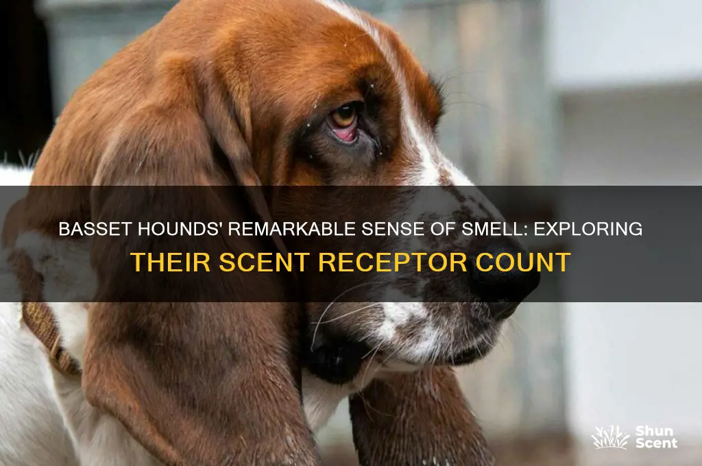 how many scent receptors does a basset hound have