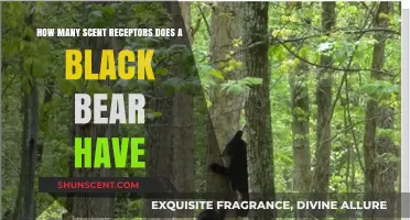 Black Bears' Remarkable Sense of Smell: Uncovering Their Scent Receptor Count