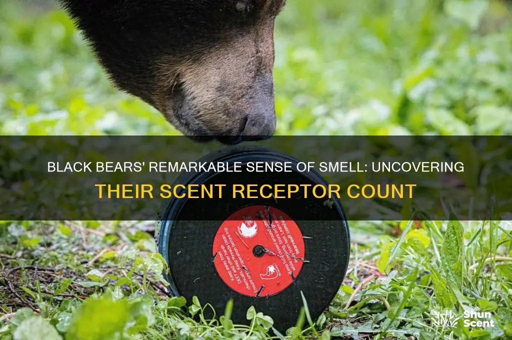 how many scent receptors does a black bear have