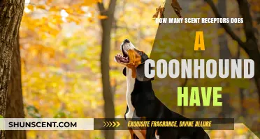 Coonhound's Remarkable Scent Receptors: Unveiling Their Extraordinary Olfactory Abilities