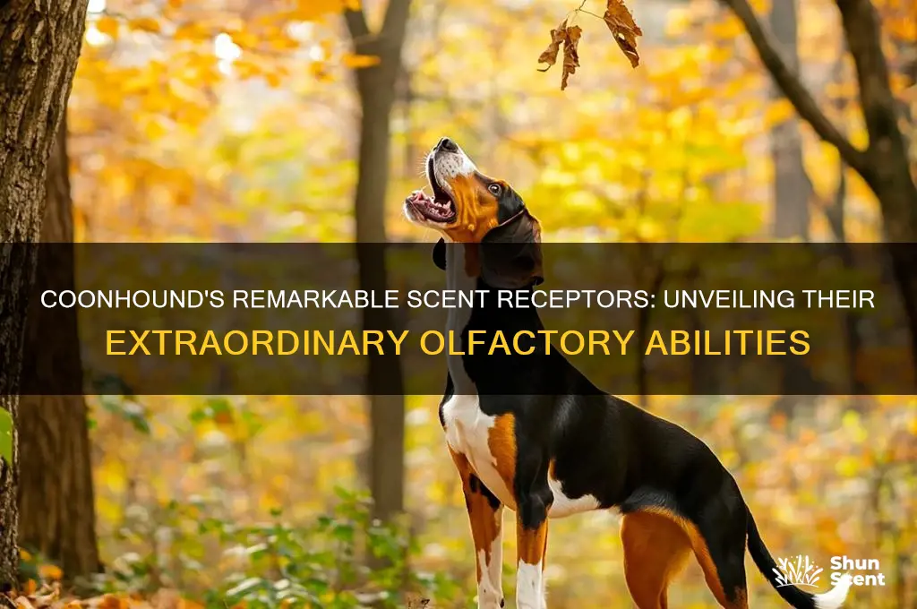 how many scent receptors does a coonhound have