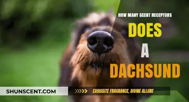 Dachshunds' Scent Receptors: Unveiling Their Remarkable Olfactory Abilities