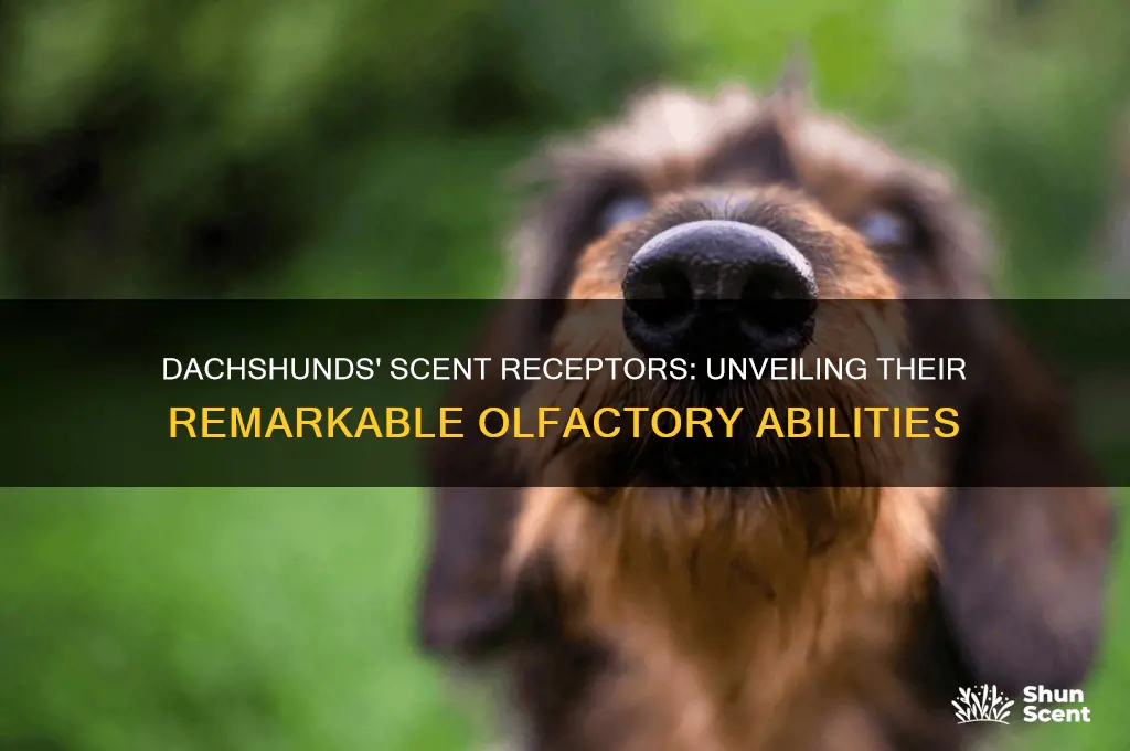 how many scent receptors does a dachsund