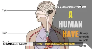 Unveiling the Human Nose: Exploring Our Scent Receptor Count