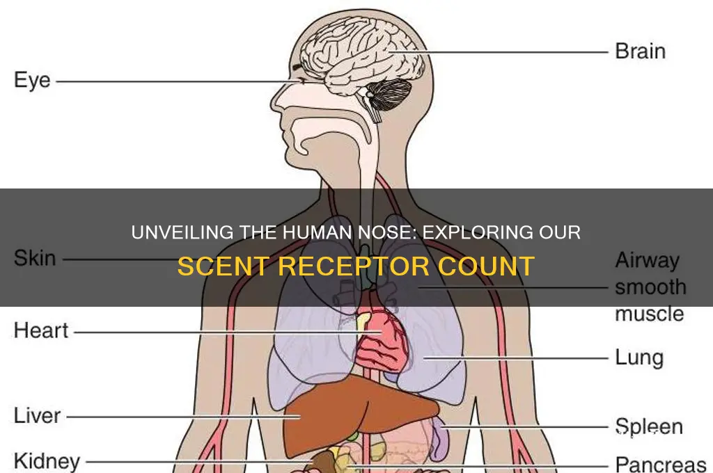 how many scent receptors does a human have