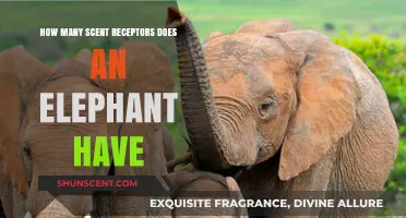 Elephants' Extraordinary Sense of Smell: Unveiling Their Impressive Scent Receptor Count