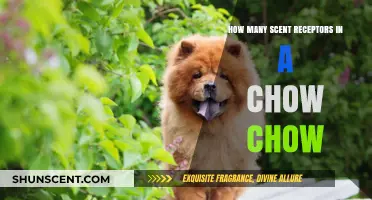 Chow Chow's Scent Receptors: Unveiling Their Remarkable Olfactory Abilities