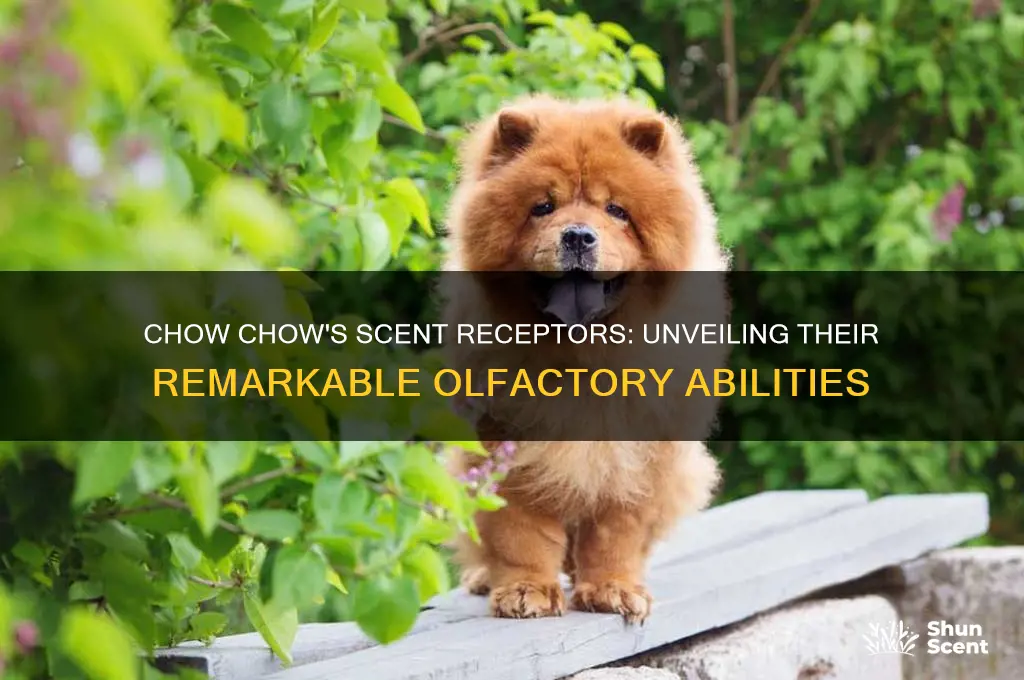 how many scent receptors in a chow chow