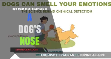 Unveiling the Astonishing Number of Scent Receptors in a Dog's Nose