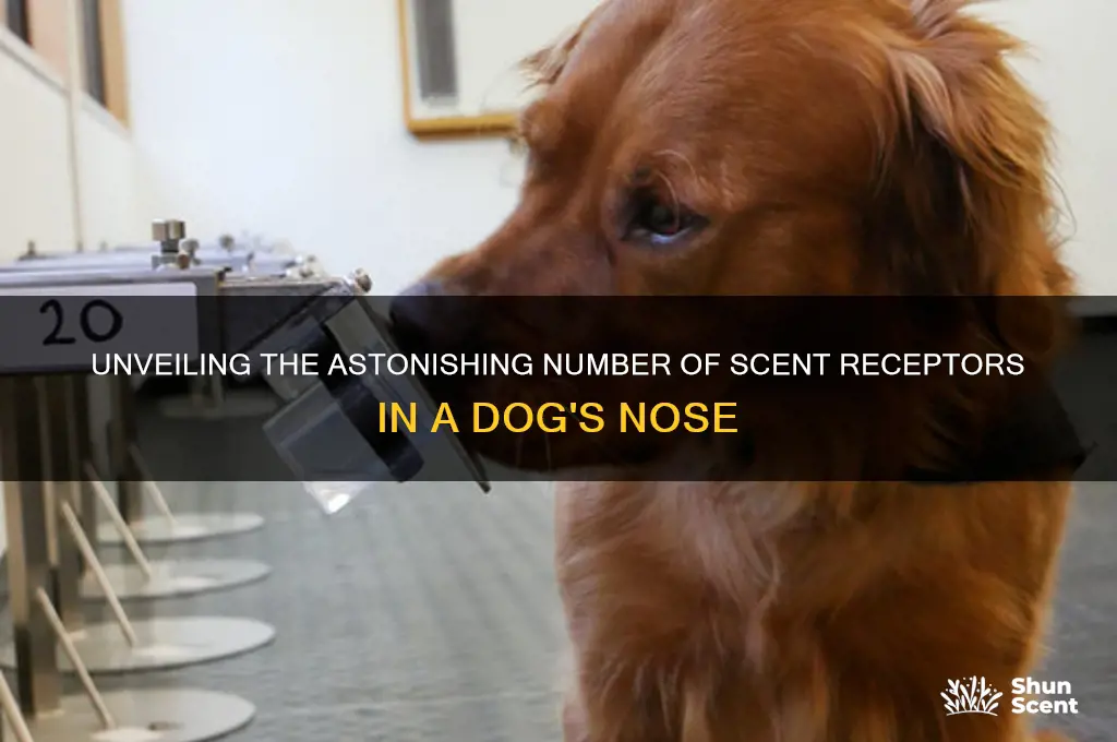 how many scent receptors in a dog