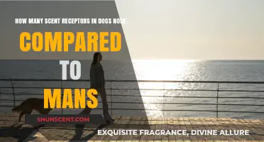 Dogs vs. Humans: Unbelievable Scent Receptor Count Differences Revealed