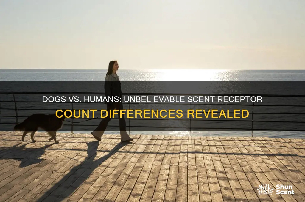 how many scent receptors in dogs nose compared to mans
