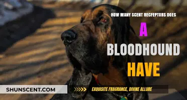 Bloodhounds' Remarkable Scent Receptor Count: Unveiling Their Olfactory Superpower