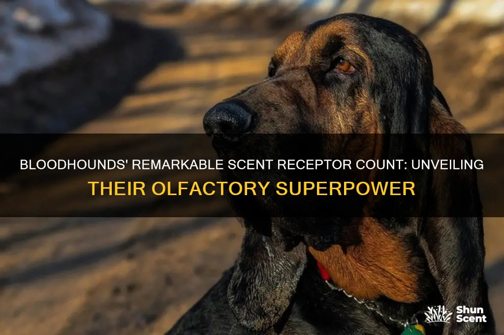 how many scent recfeptors does a bloodhound have