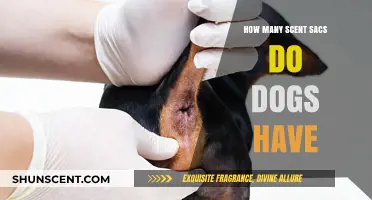 Exploring Dogs' Scent Sacs: Unveiling Their Remarkable Olfactory Abilities