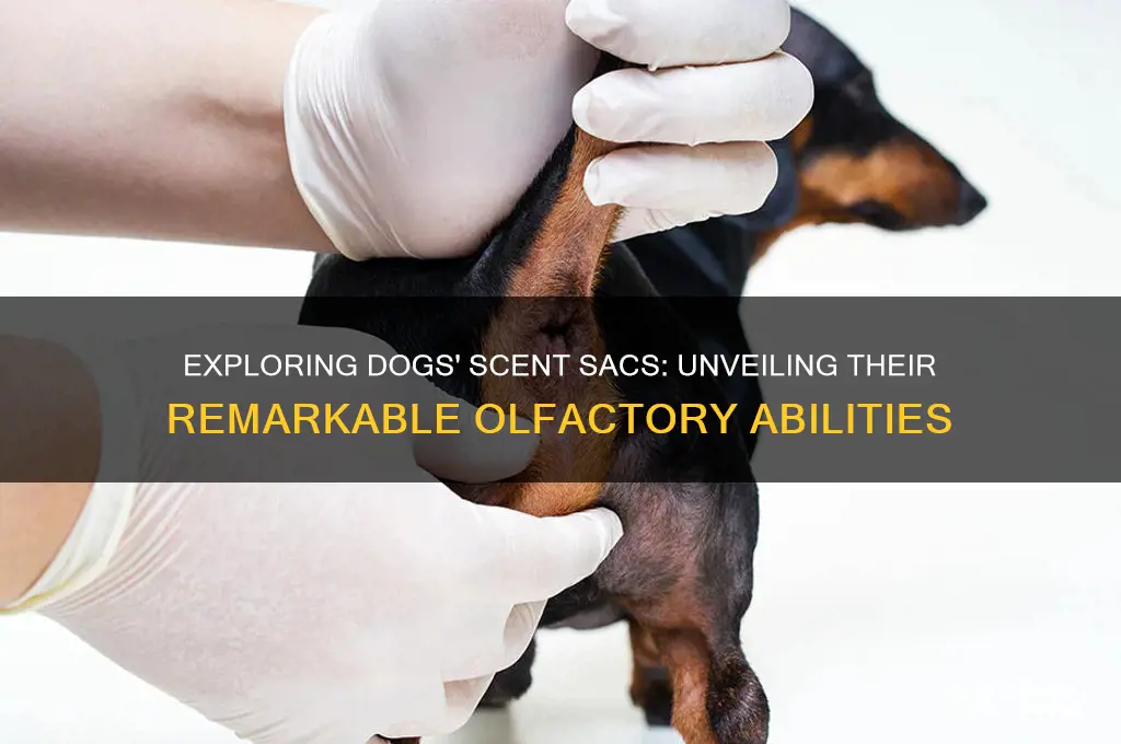 how many scent sacs do dogs have