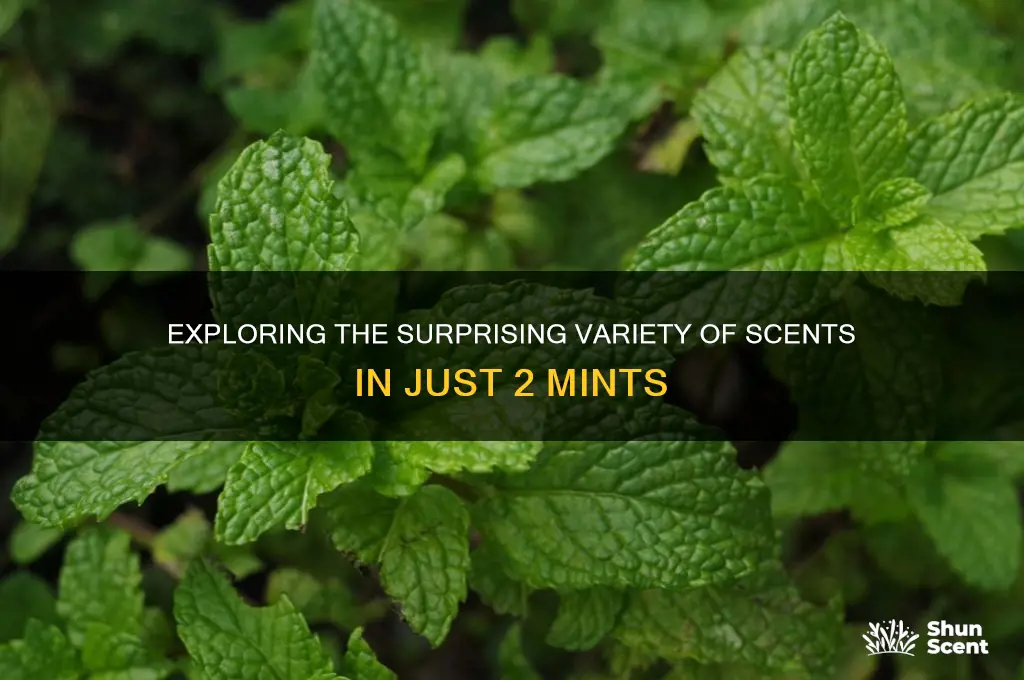 how many scents are there in 2 mints